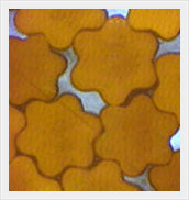 cross-section of wig fibers